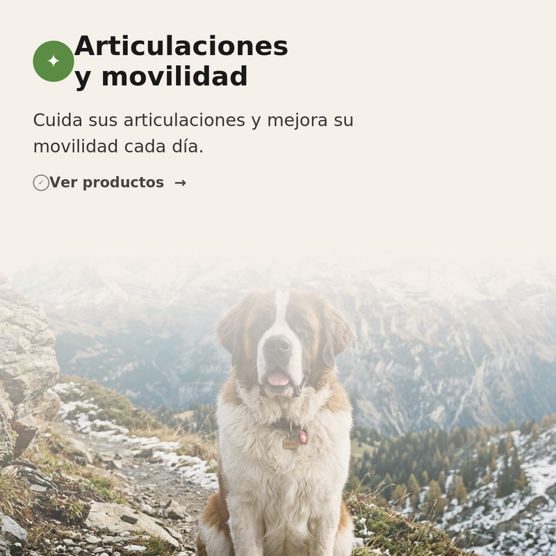 🏃 Articulaciones y movilidad