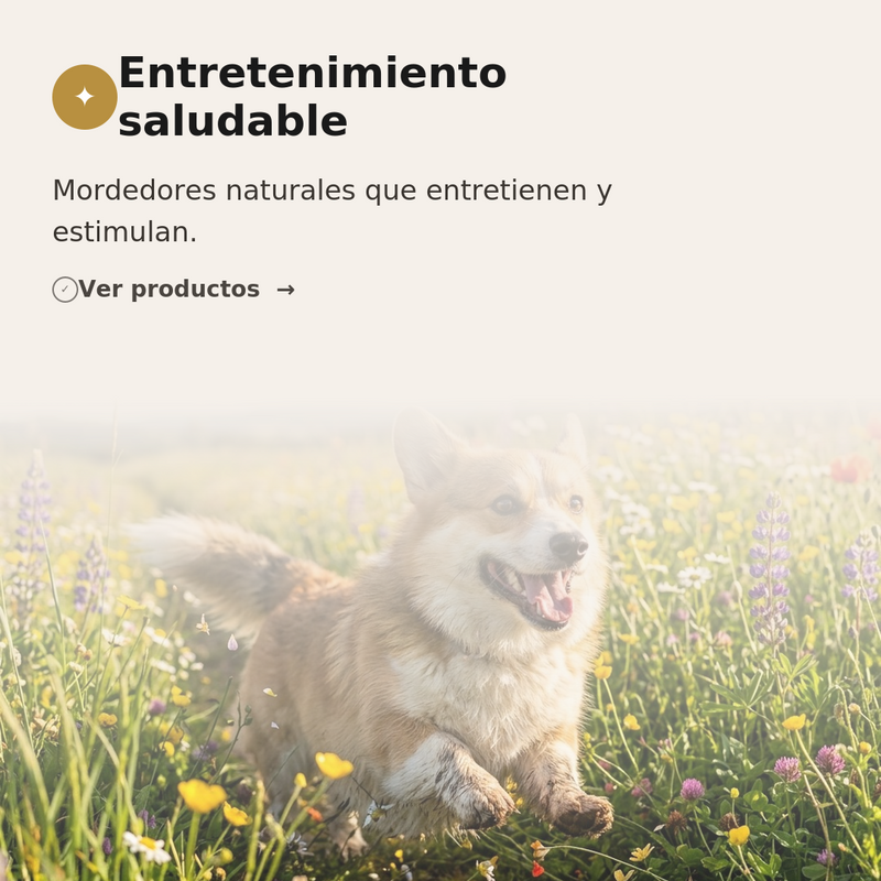 🦴 Entretenimiento saludable
