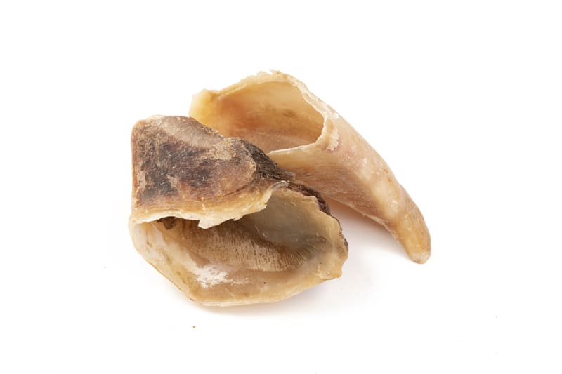 Nutrición Real para Perros Reales