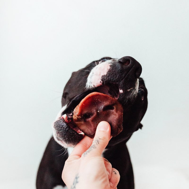 Nutrición Real para Perros Reales