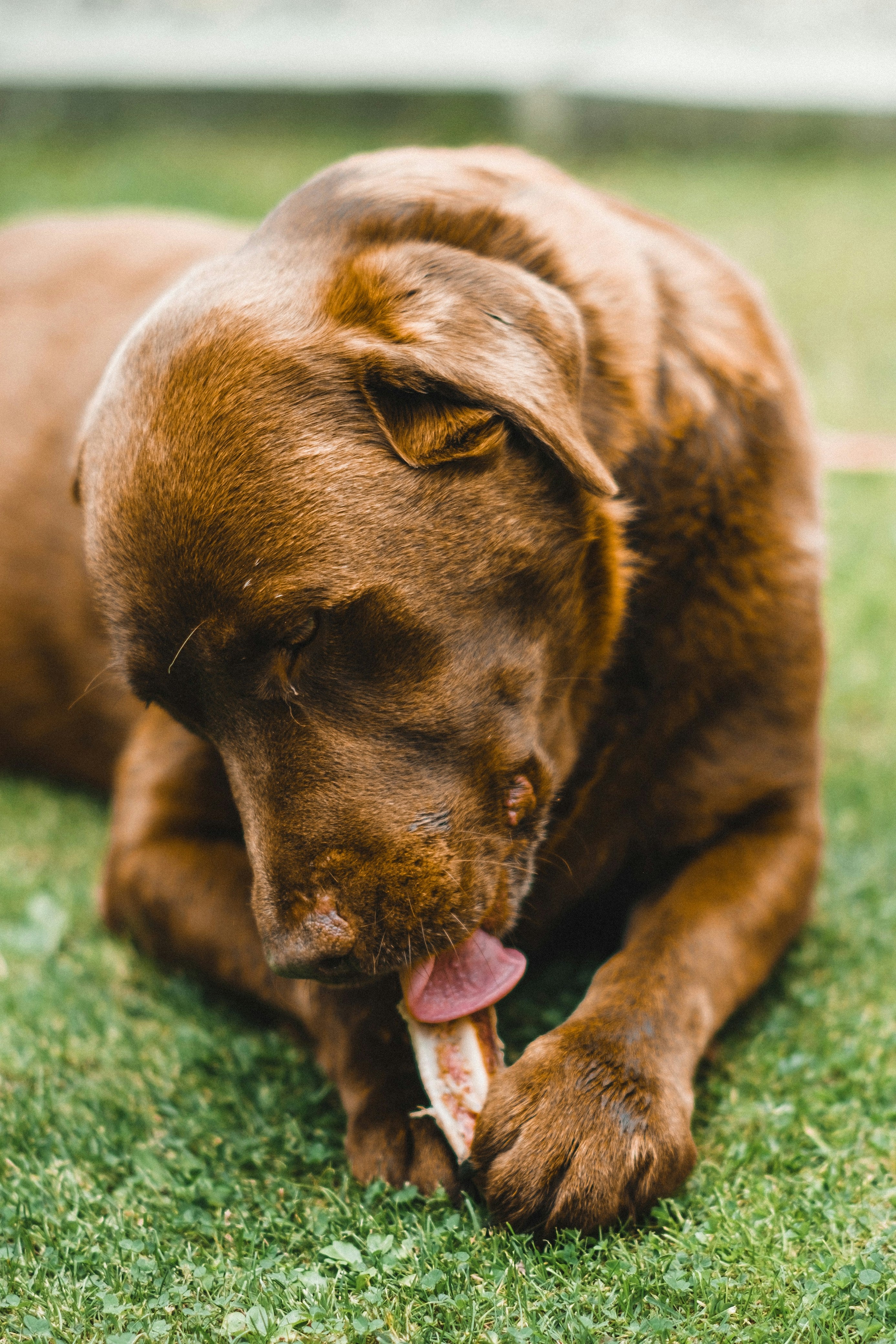 Dientes Limpios sin Veterinario